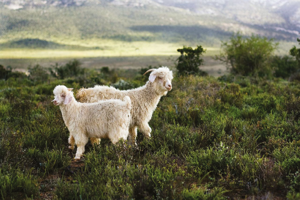South African Mohair