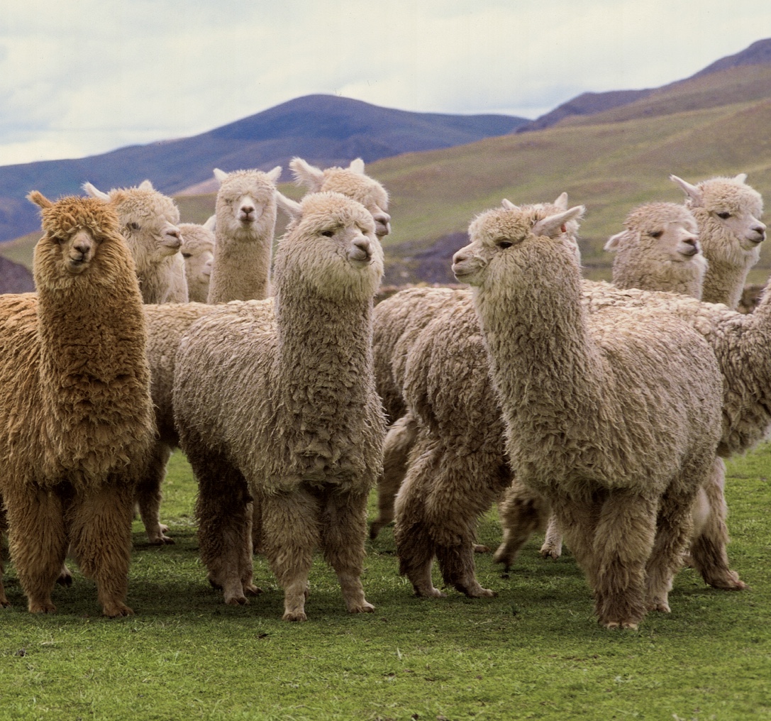 Huacaya Alpaca