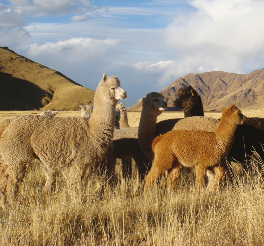 Huacaya Alpaca