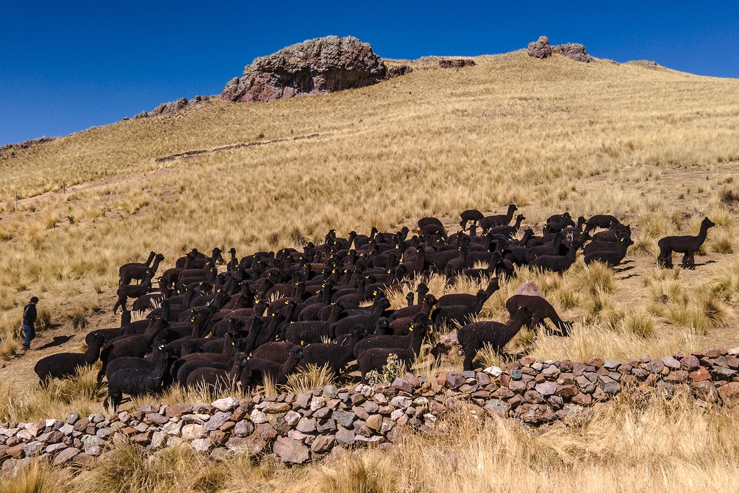 Black Alpaca field