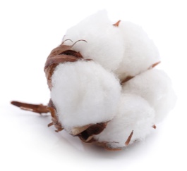 Cotton fiber