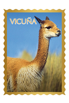 Vicuna - Gold of the Andes