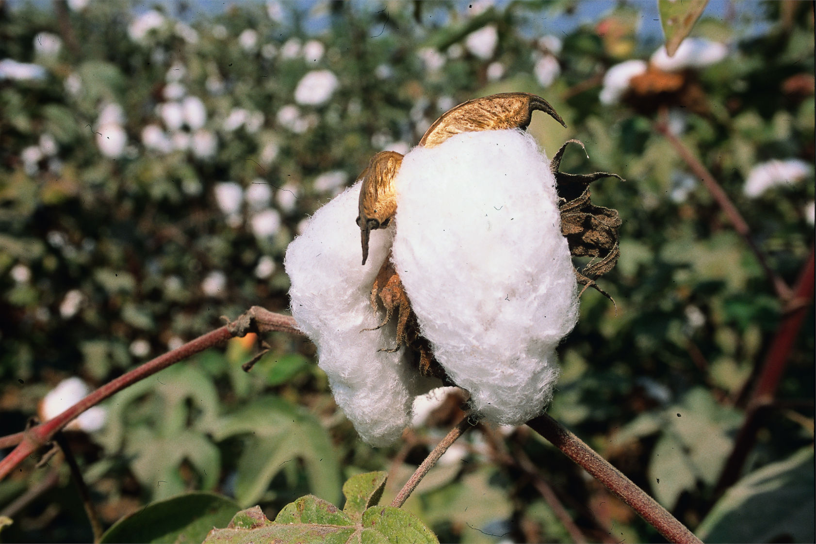 West Indian Sea Island Cotton Yarns