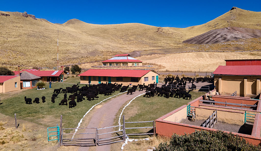 Huacaya Alpaca